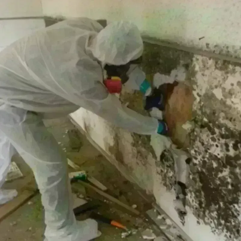 Mold Remediation and Removal in Danvers, IL